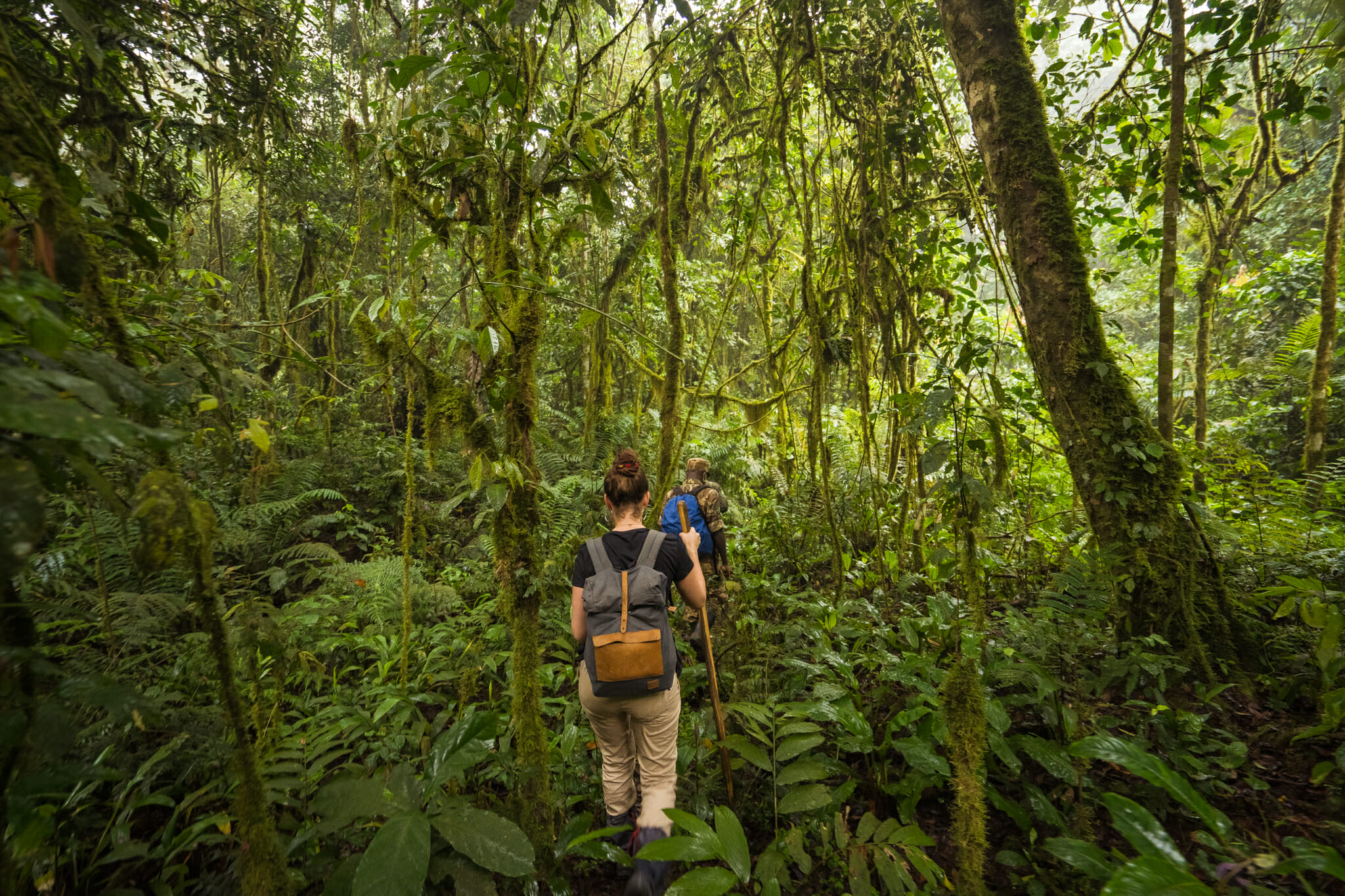 en plein coeur de la forêt impénétrable de bwindi pour le début du trekking en ouganda
