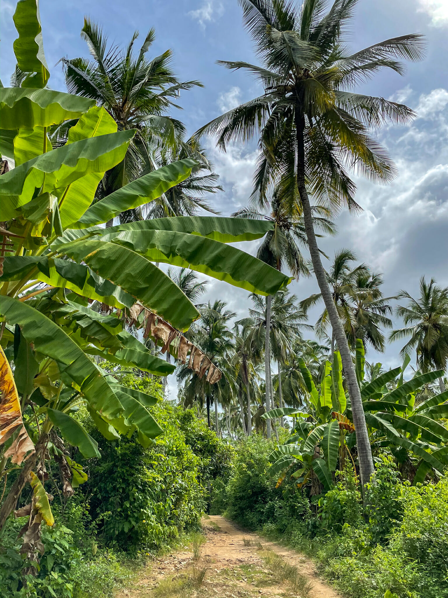 randonnée sur l'île de mafia island