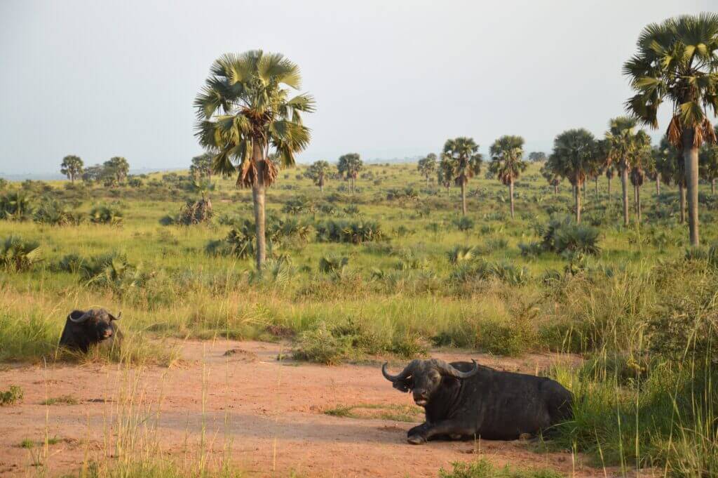 observation d'un troupeau de buffle en ouganda