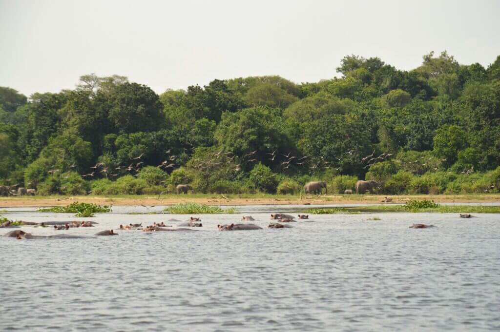 Observation d'animaux se baignant dans les eaux de Murchisson falls en Ouganda