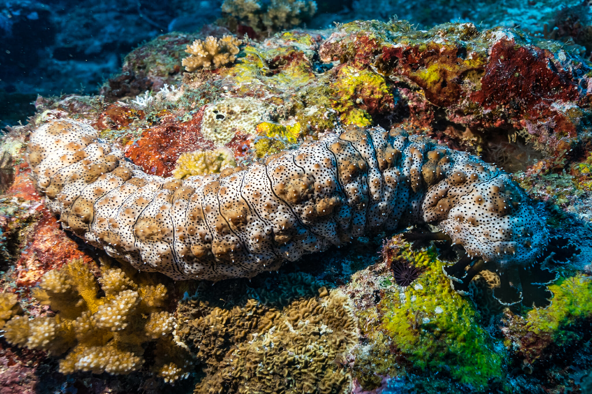 Plongée sous marine à mafia island