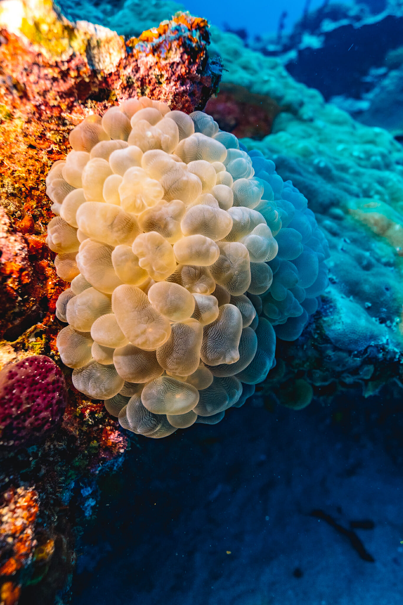 Plongée sous marine à mafia island