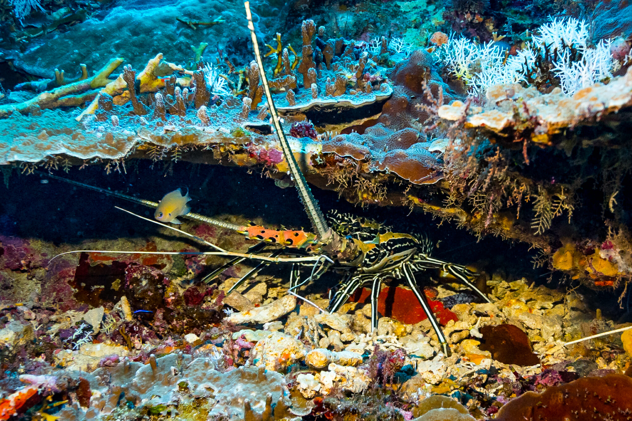 Plongée sous marine à mafia island