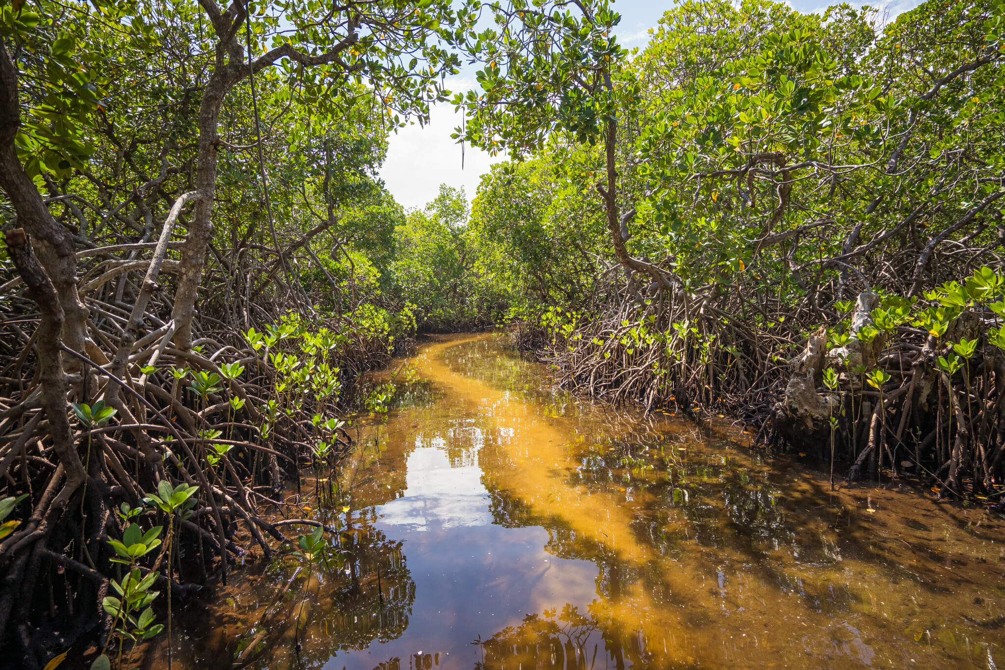 balade au coeur de la mangrove sur Mafia Island