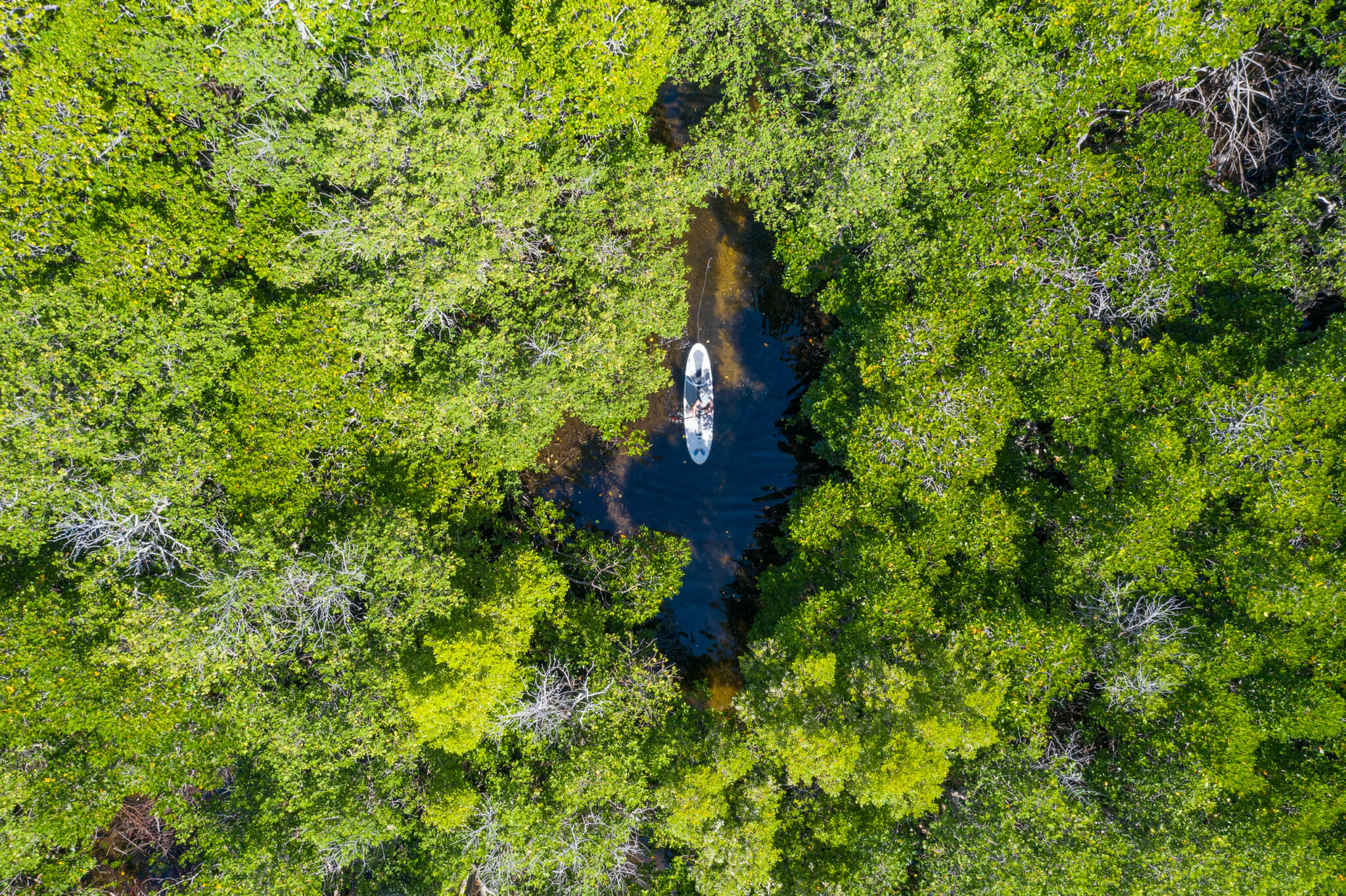 vue de drone sur la mangrove de mafia island