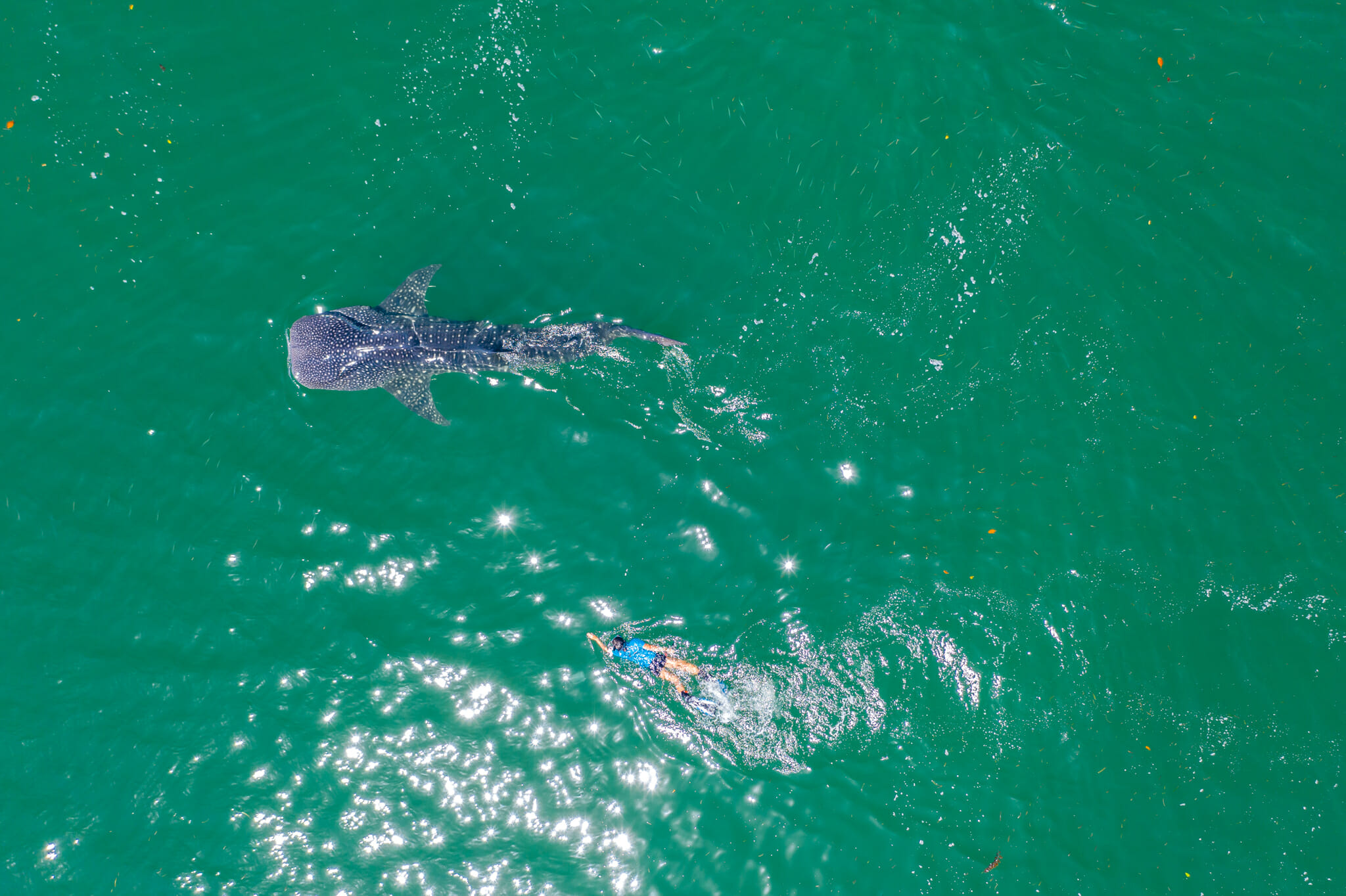 observation d'un requin baleine à mafia island