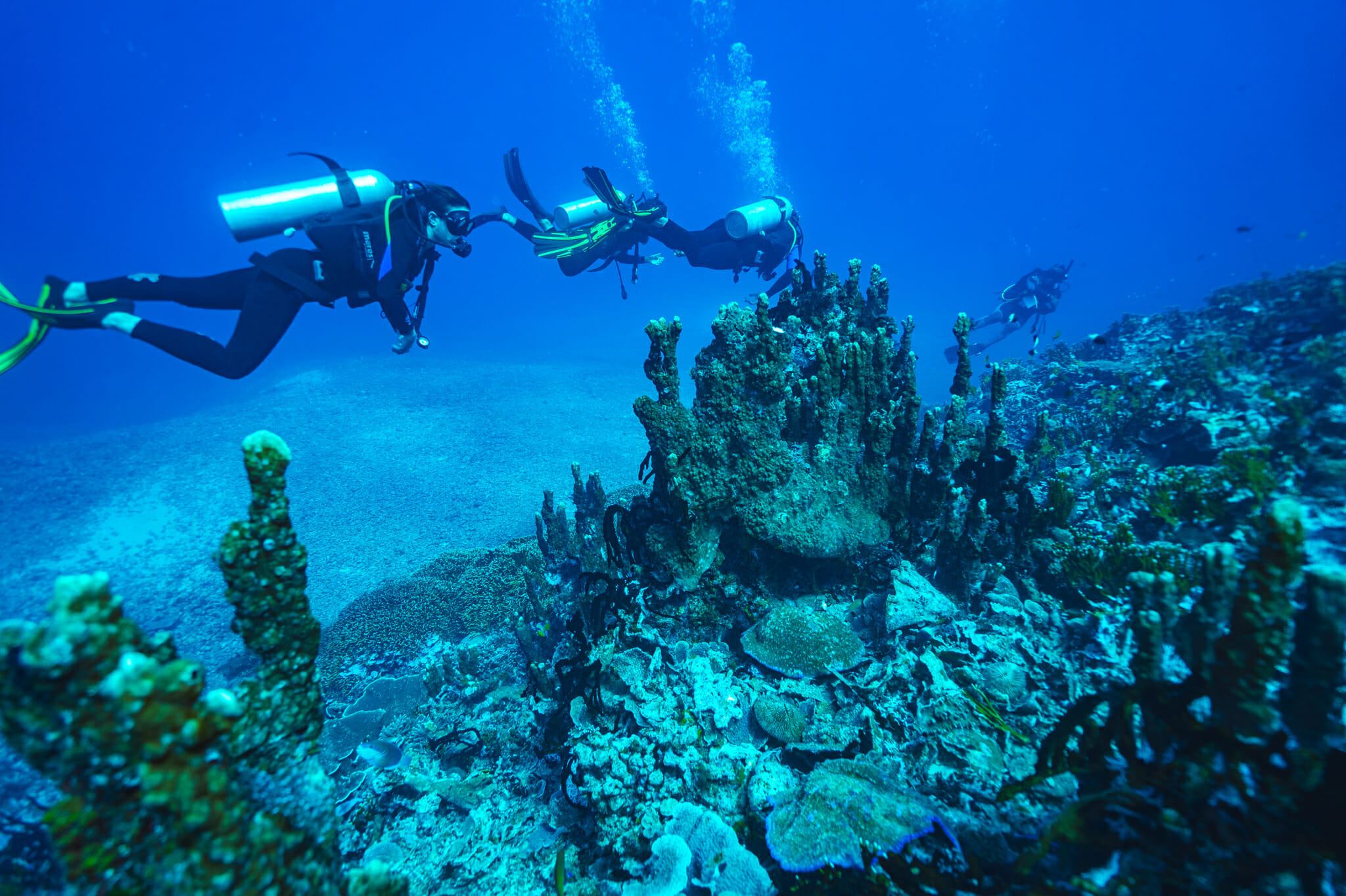 Plongée sous marine à mafia island