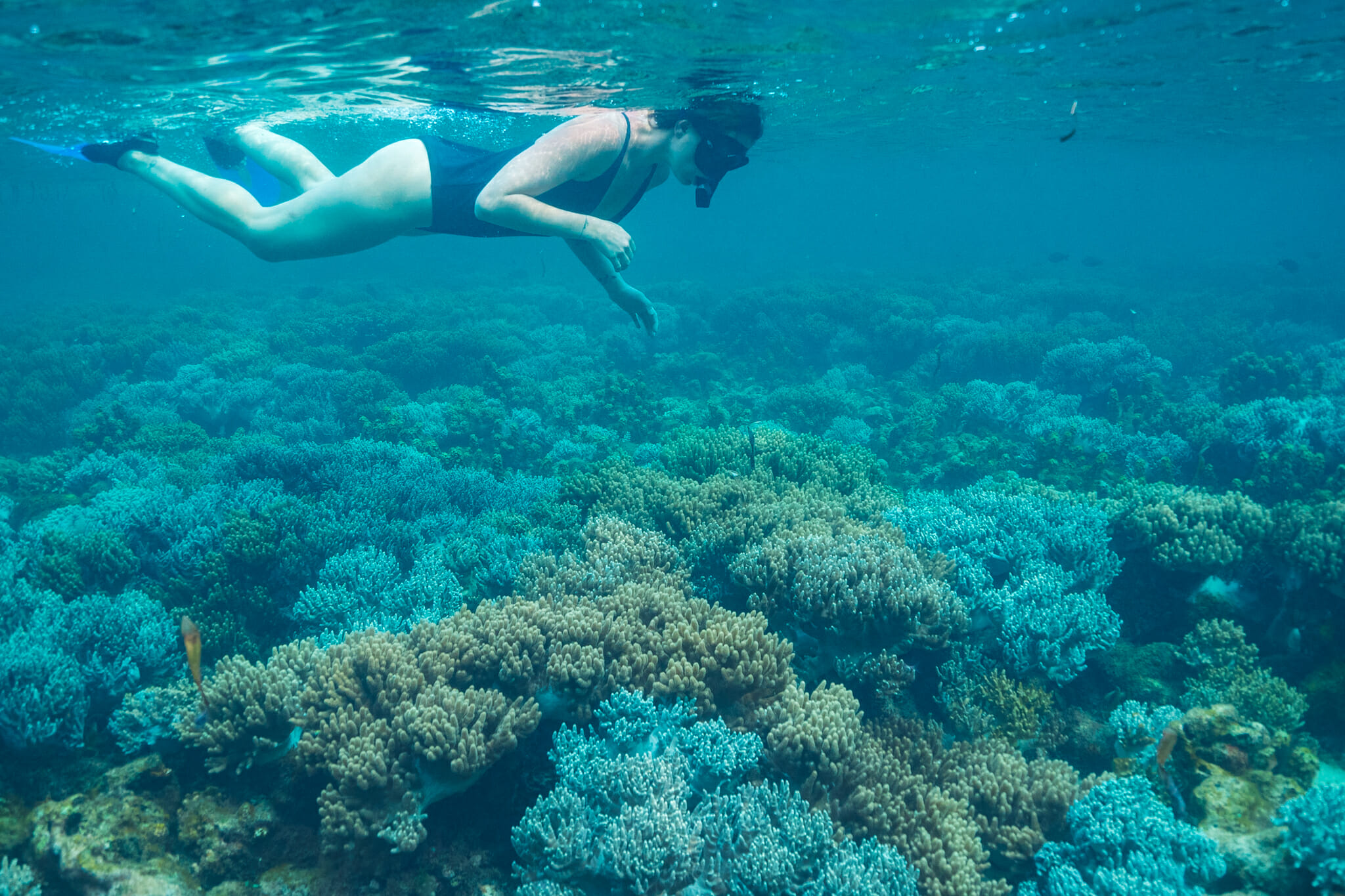snorkelling dans les fonds-marins de mafia island