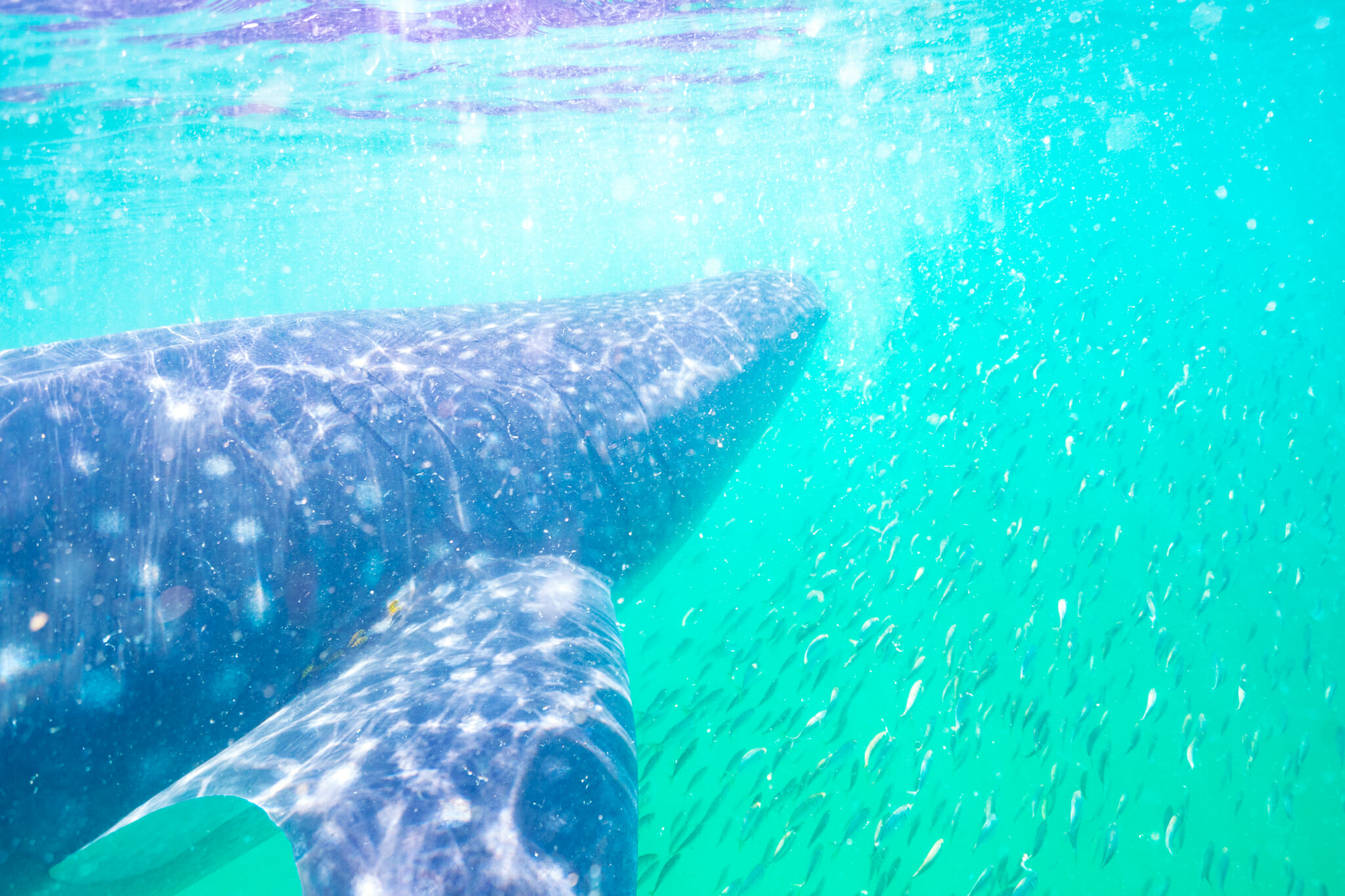 observation d'un requin baleine à mafia island