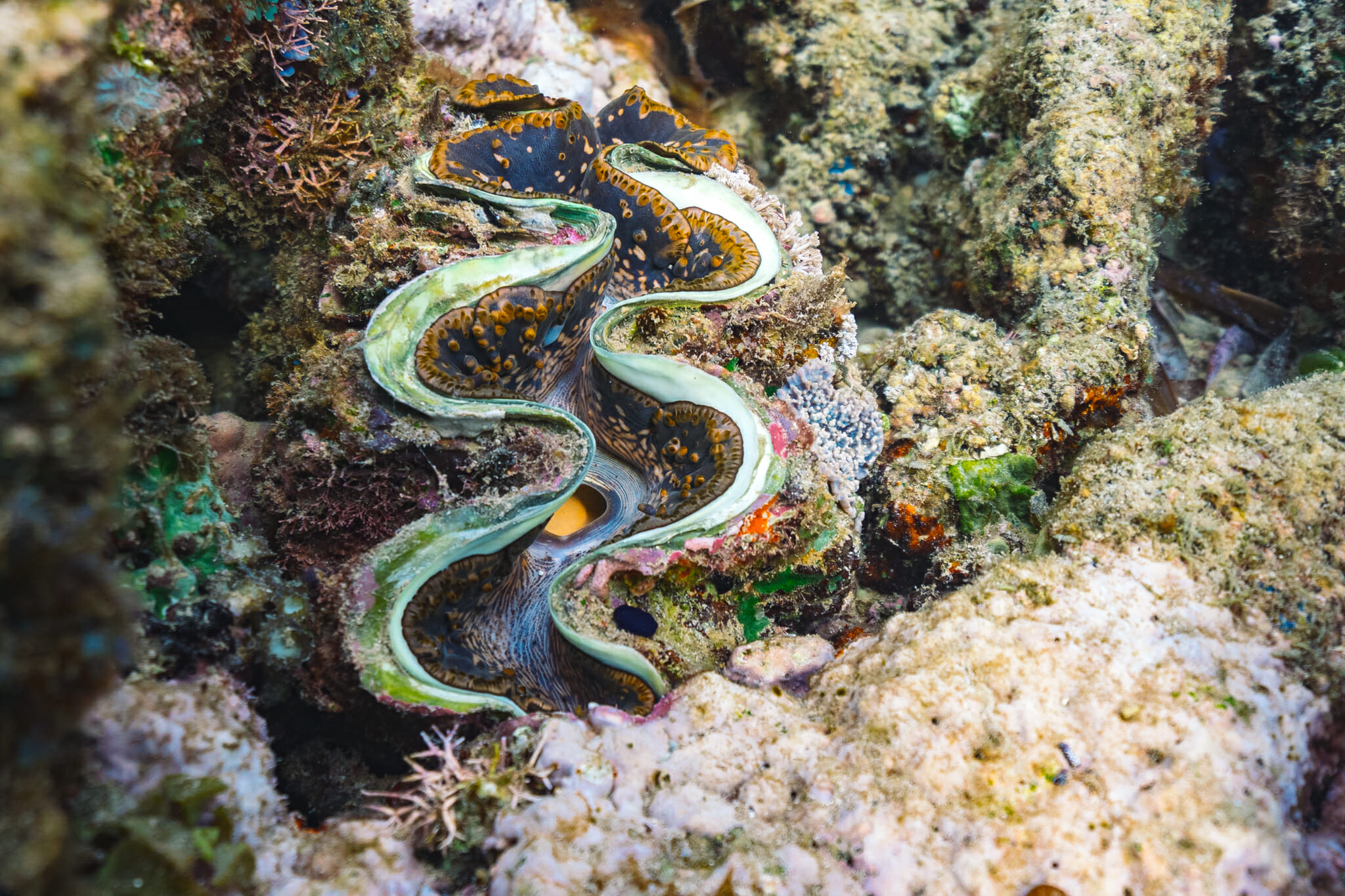 Snorkelling dans les fonds-marins de mafia island