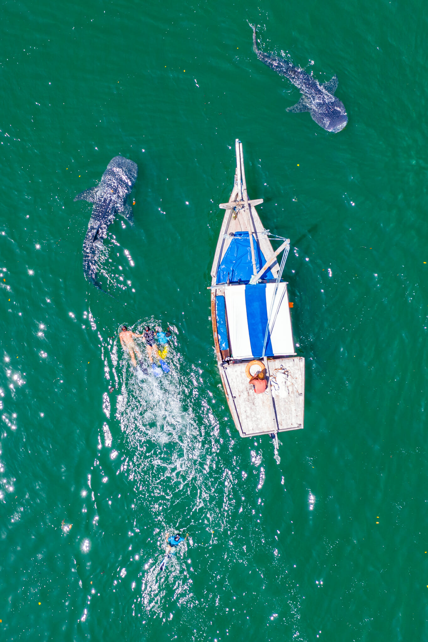 observation d'un requin baleine à mafia island