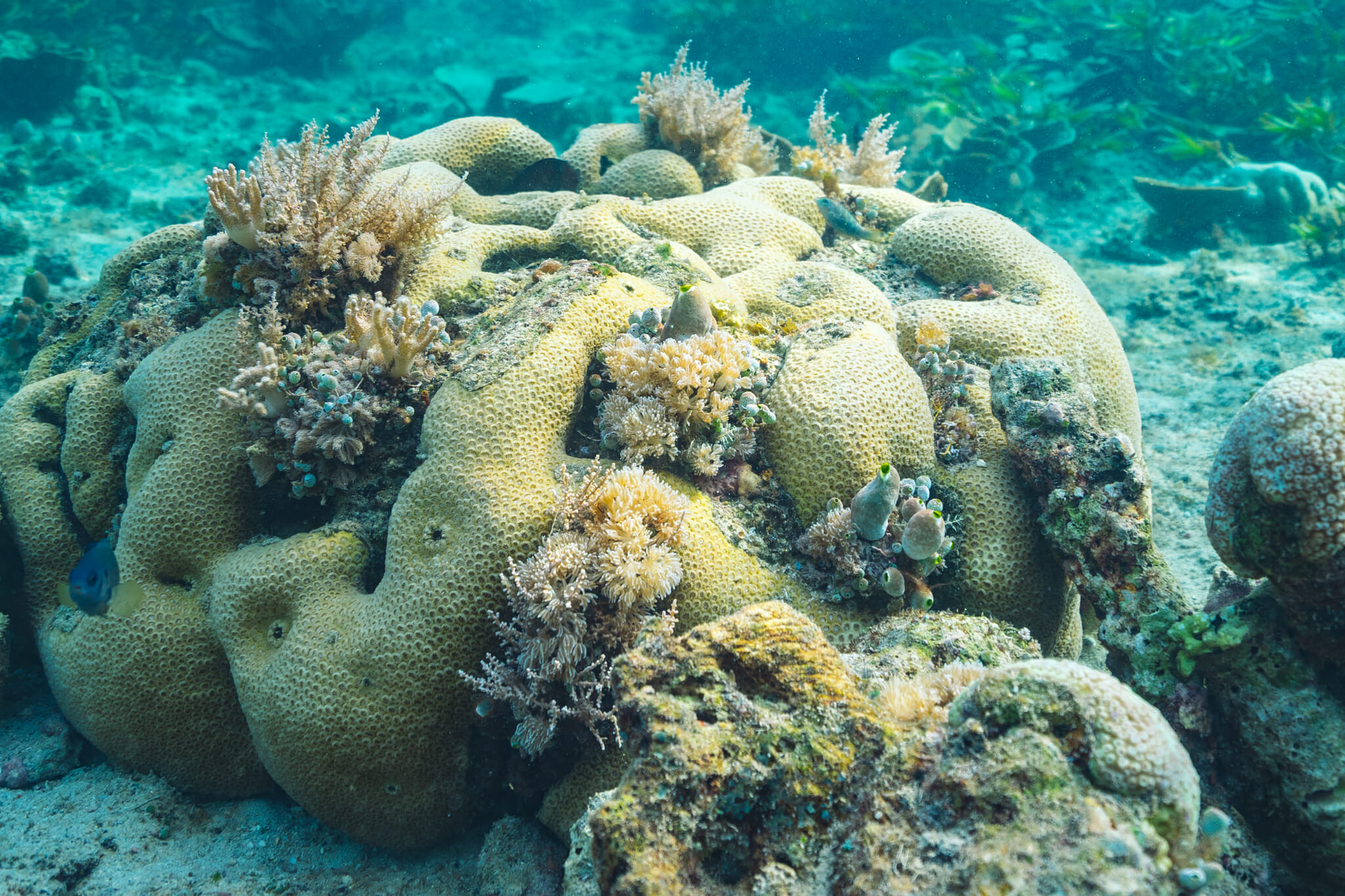 Snorkelling dans les fonds-marins de mafia island