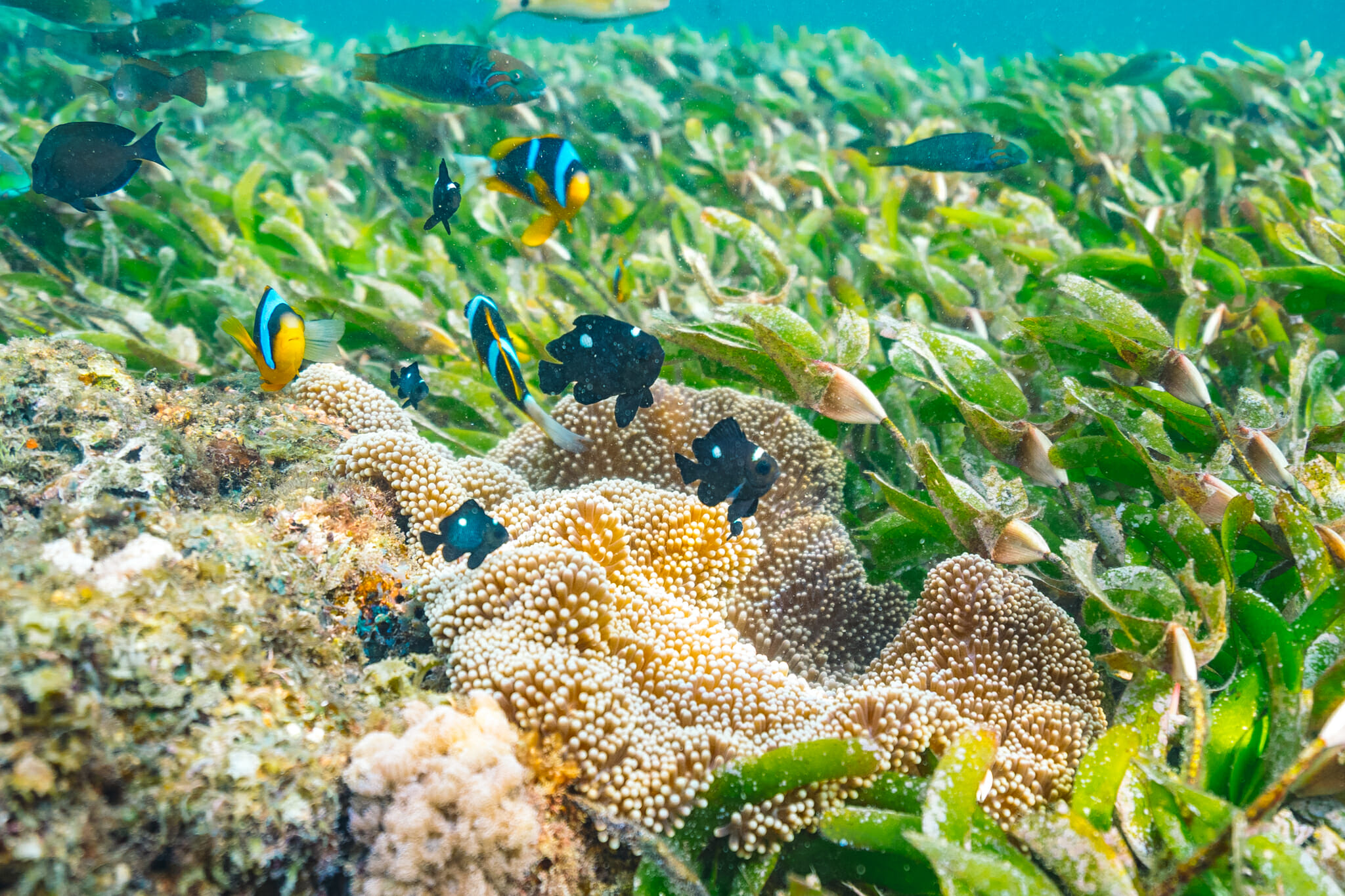 Snorkelling dans les fonds-marins de mafia island