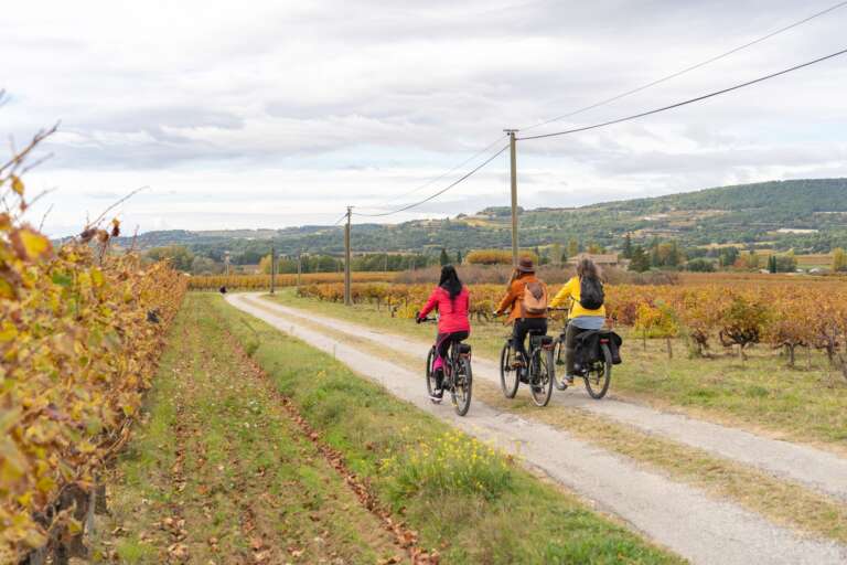 balade à vélo dans les champs de vignes