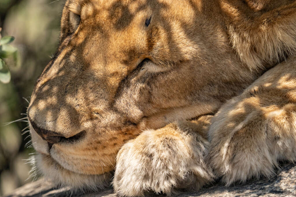 lion posé sur son rocher en tanzanie