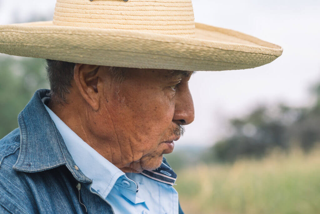 Culture du cactus Maguey
