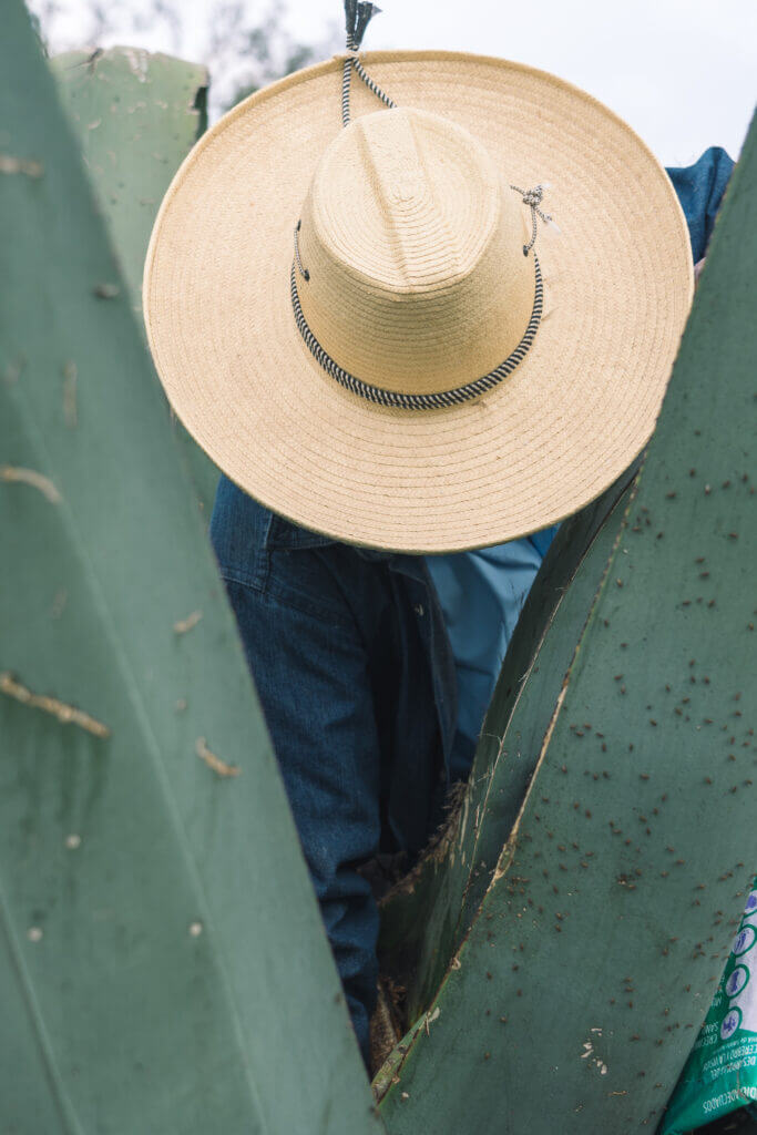 Culture du cactus Maguey