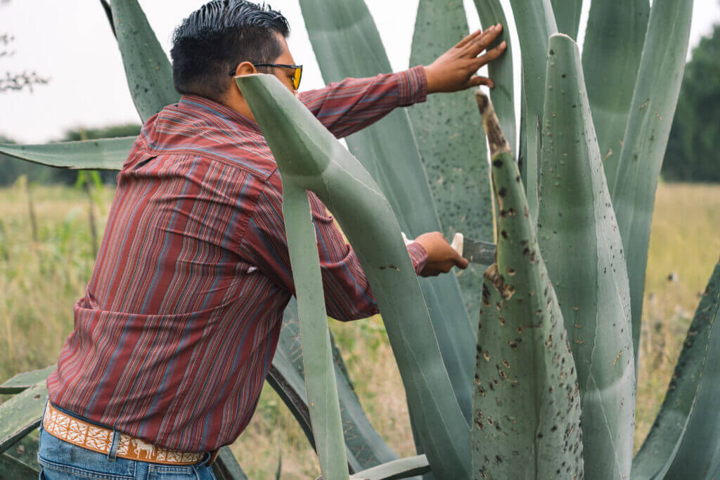 Culture du cactus Maguey
