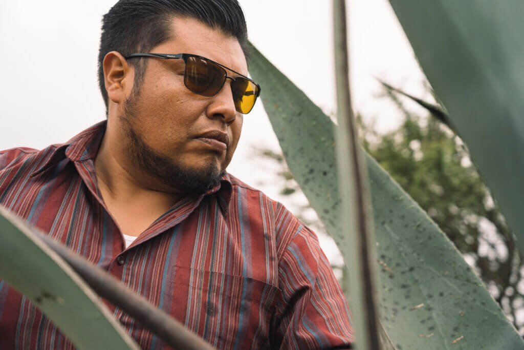 Culture du cactus Maguey