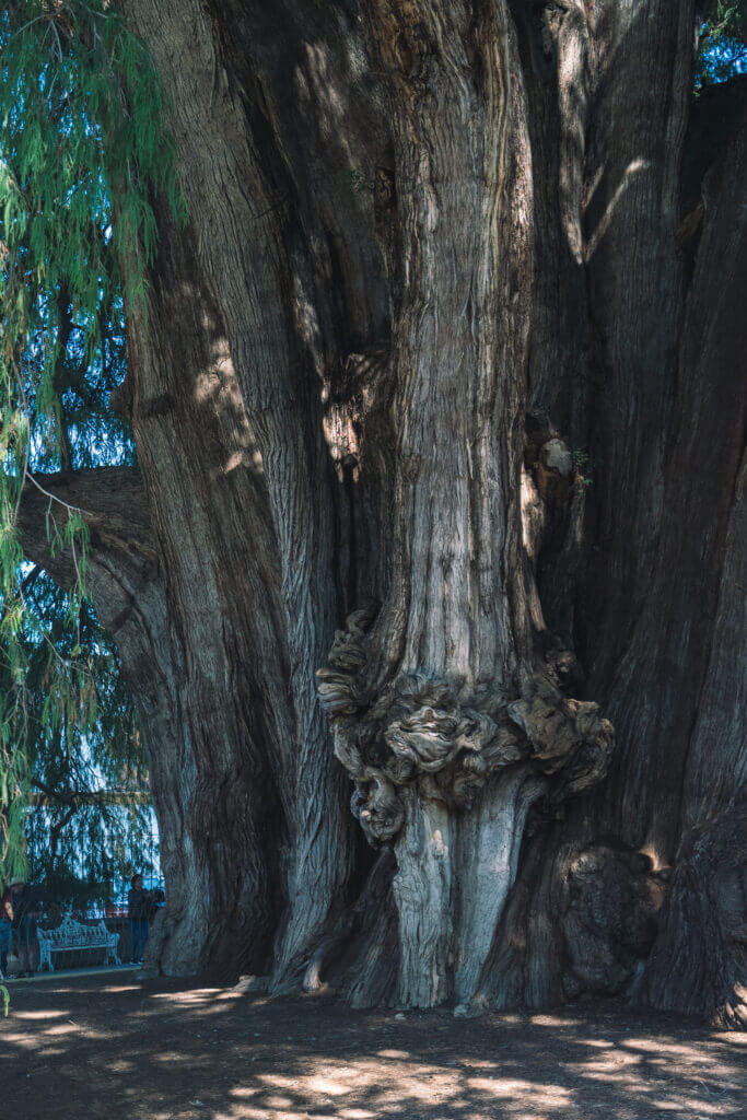 plus grand arbre du mexique
