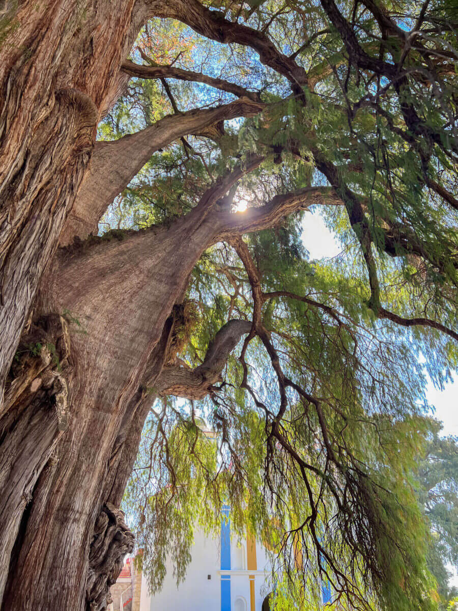 plus grand arbre du mexique