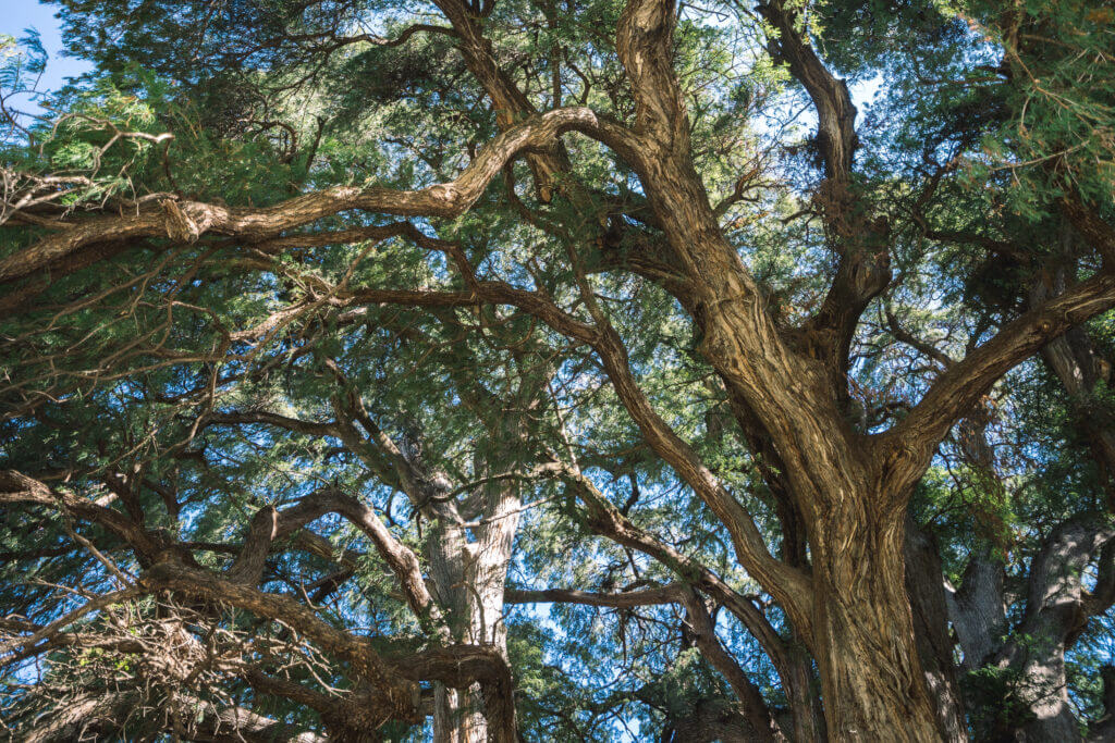 plus grand arbre du mexique