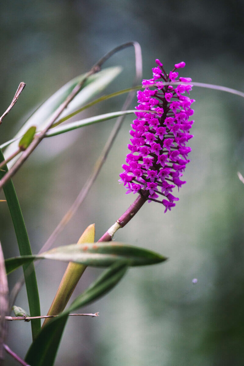 observation du quetzal au guatemala