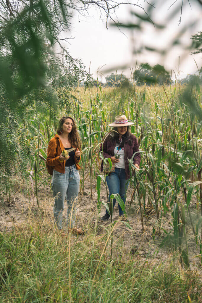 La culture traditionnelle du maïs au Mexique