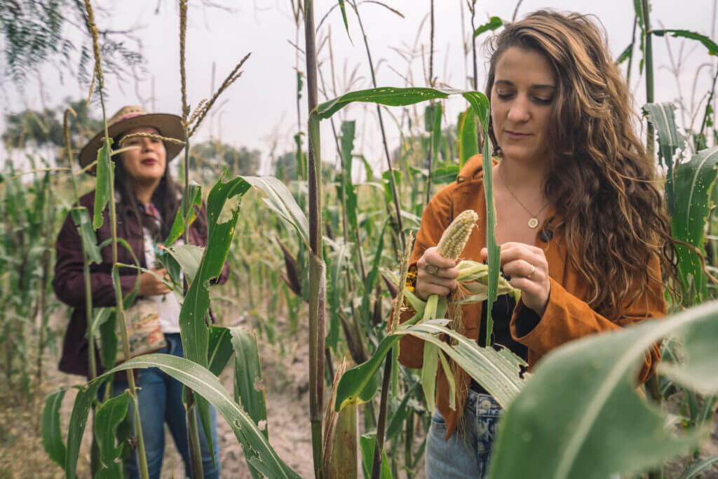 La culture traditionnelle du maïs au Mexique