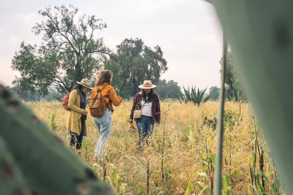 La culture traditionnelle du maïs au Mexique
