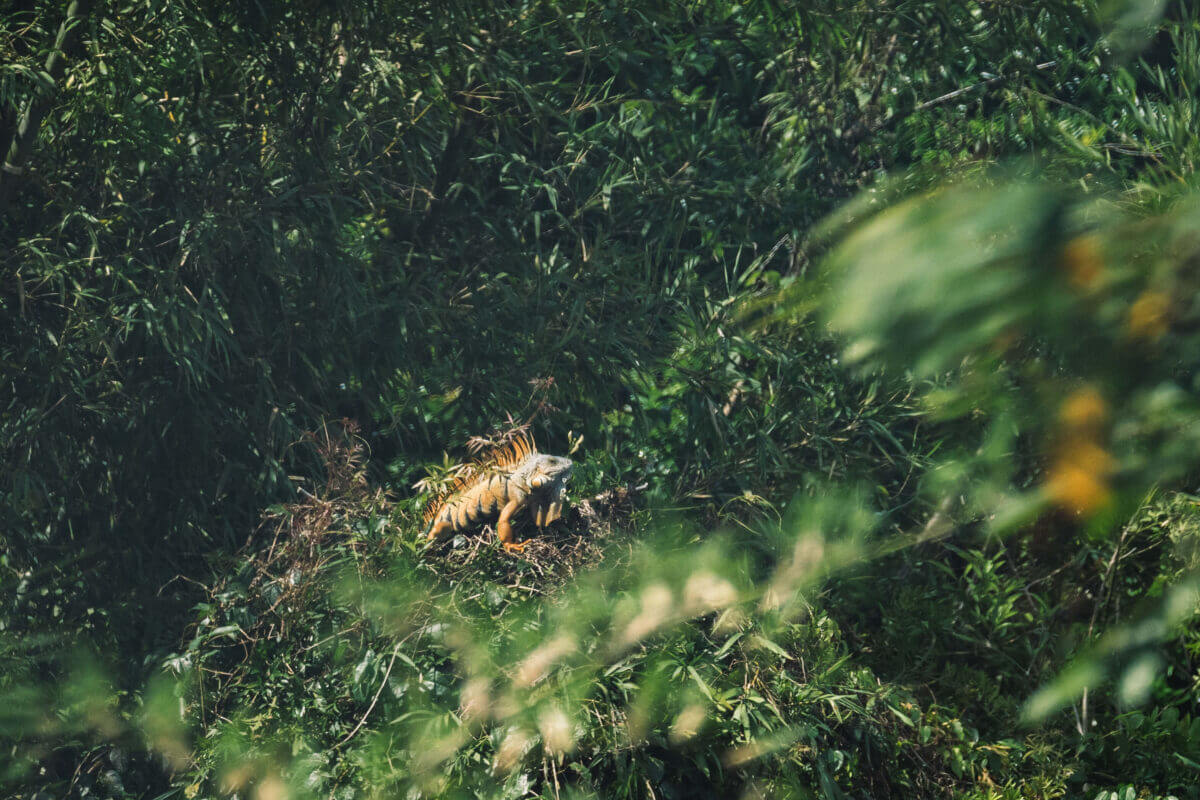 observation des animaux au guatemala