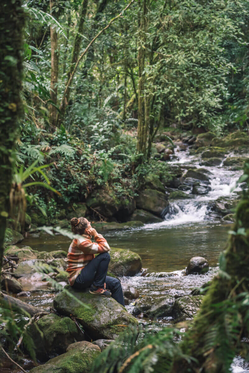 biotope du quetzal au coeur de la forêt au guatemala