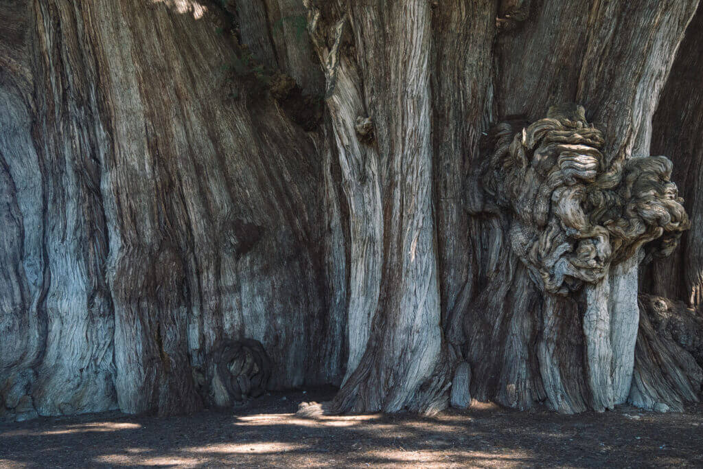 plus grand arbre du monde