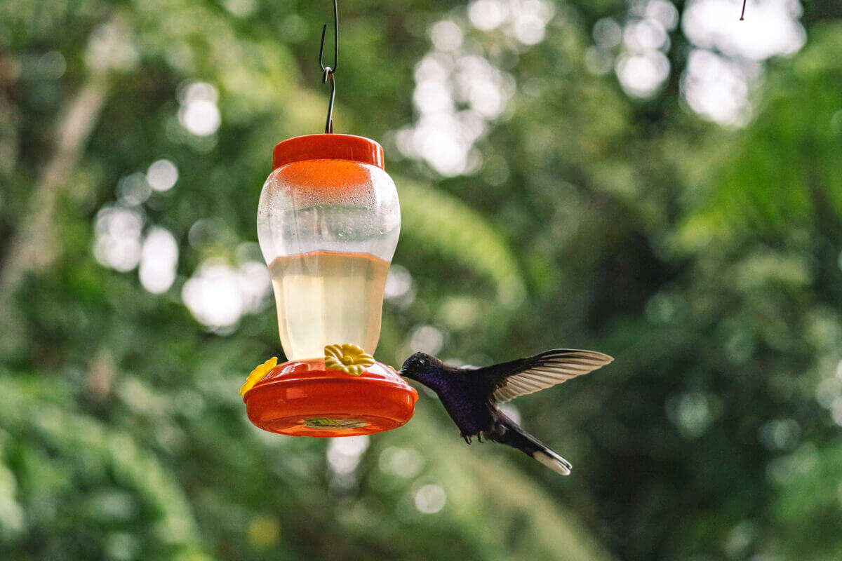 observation quetzal guatemala