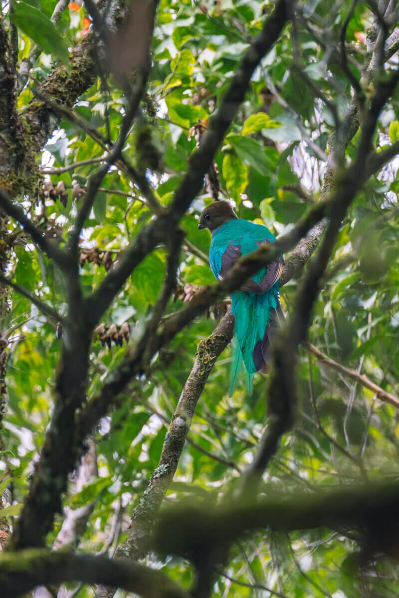 observation du quetzal au guatemala