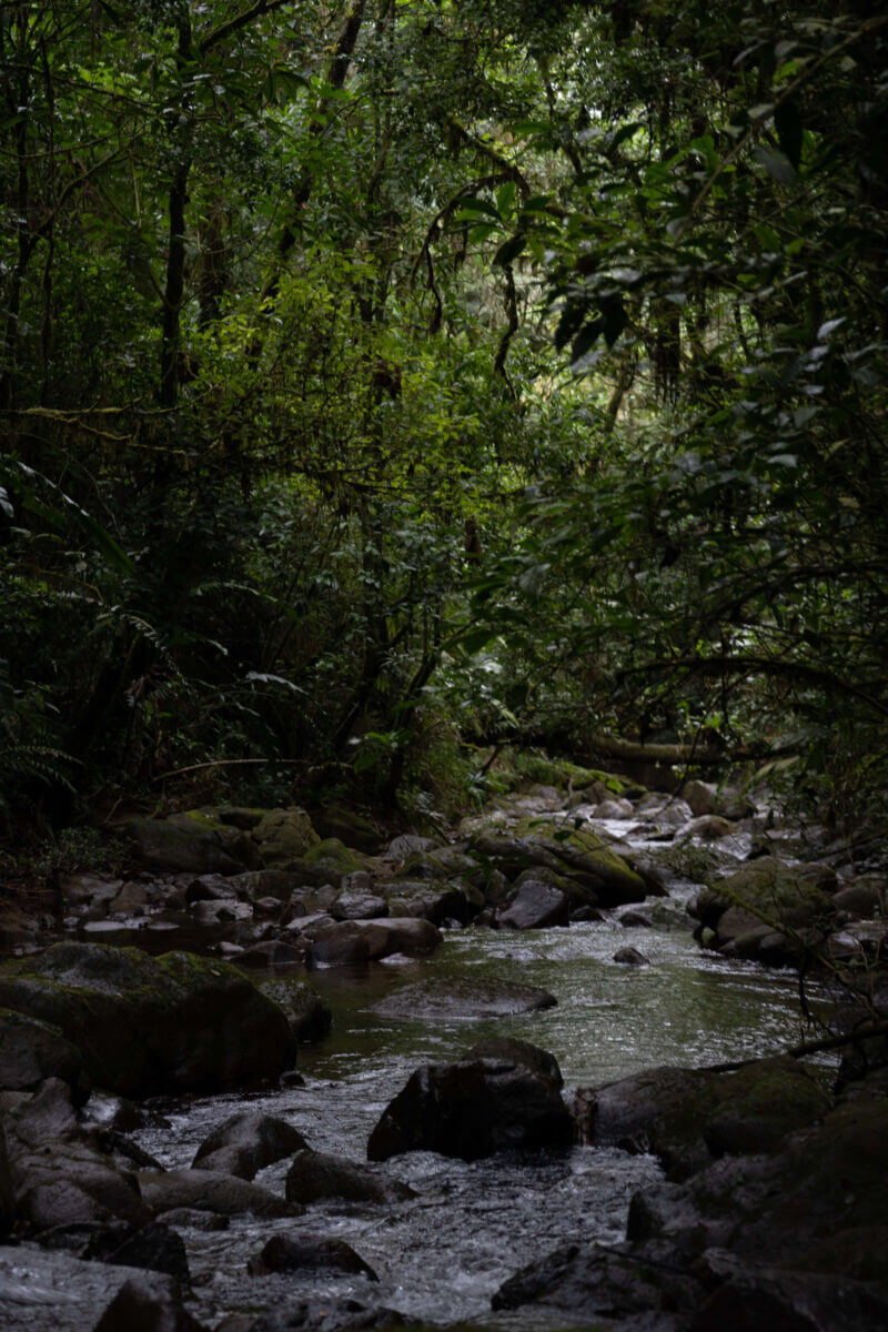 biotope du quetzal au coeur de la forêt au guatemala