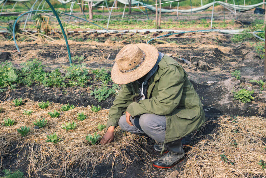 Dario, cultivateur à Xochimilco, Mexico