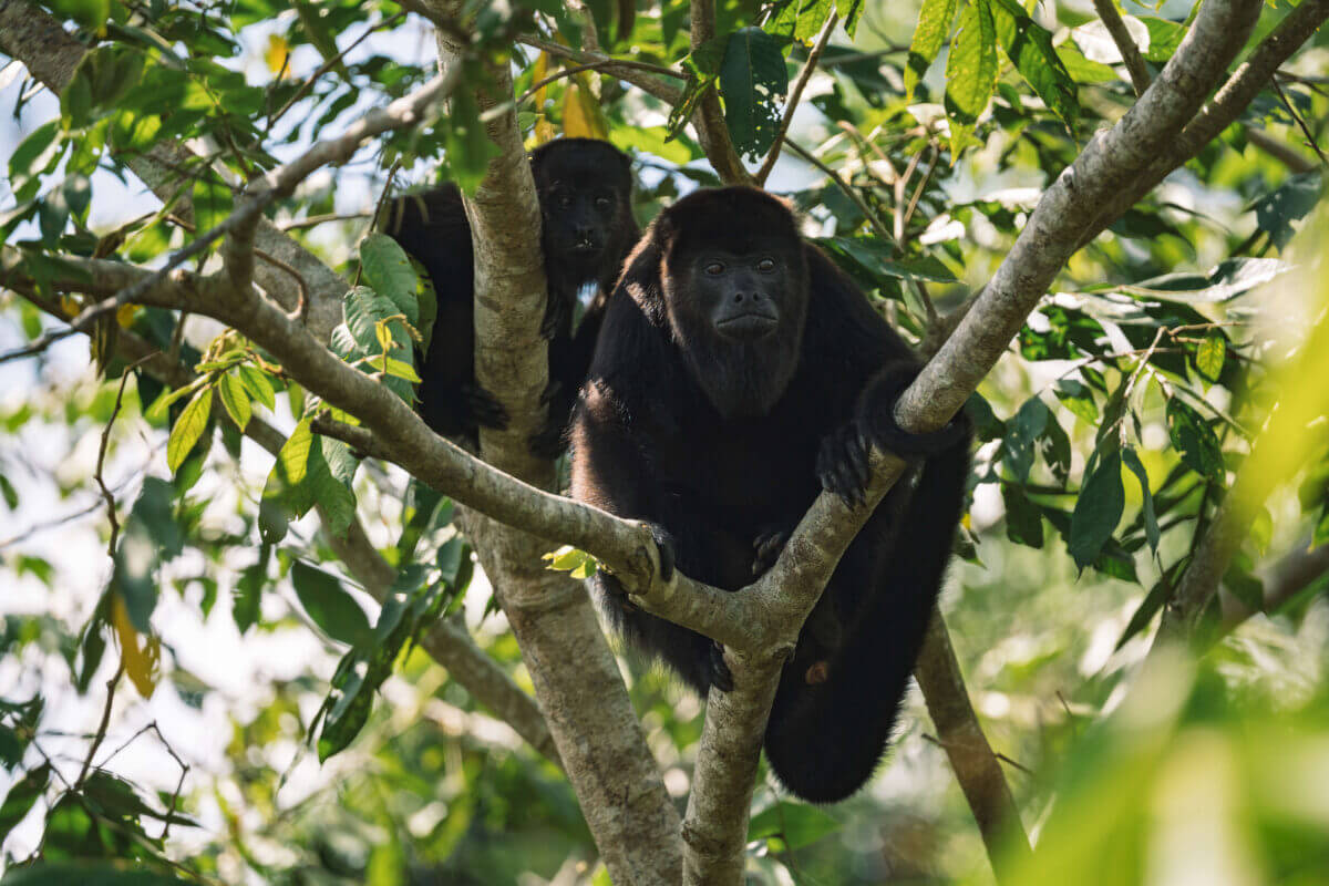 observation de singes hurleurs