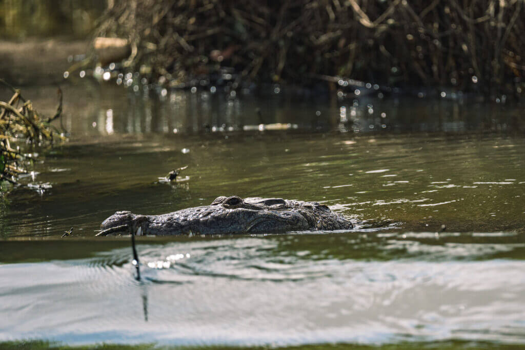 observation des animaux au guatemala