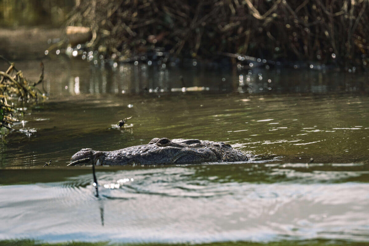 observation des animaux au guatemala