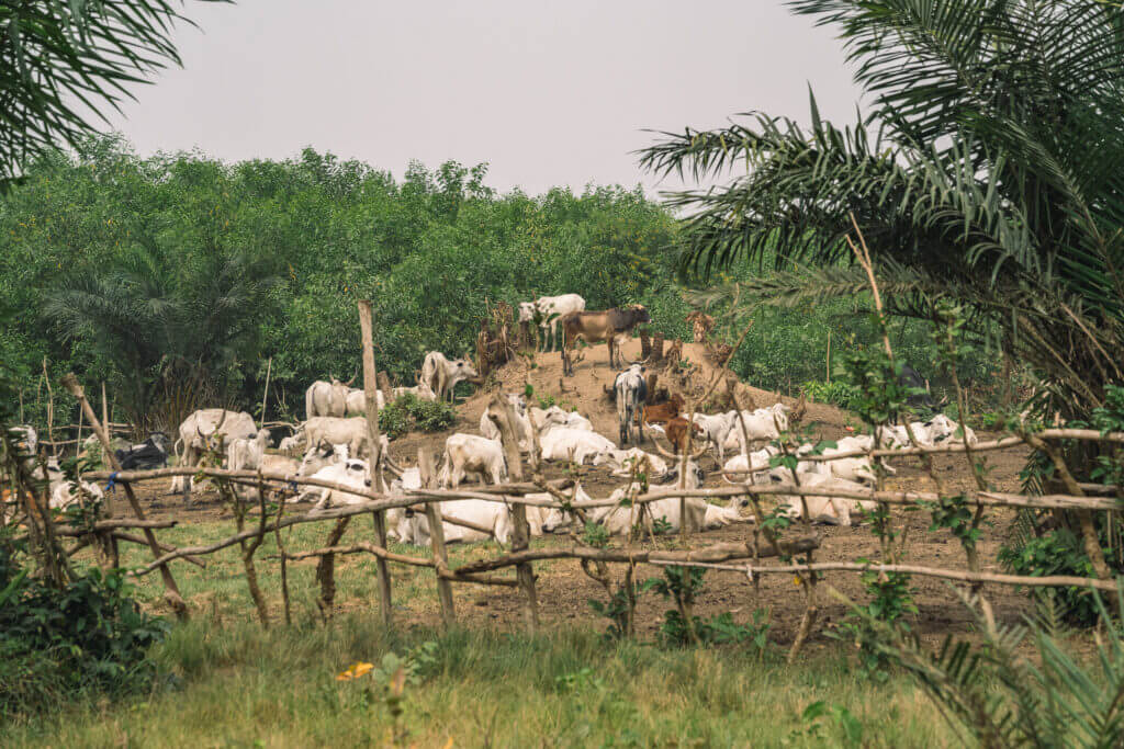 Elevage à Kpetou près du lac Ahémé au Bénin
