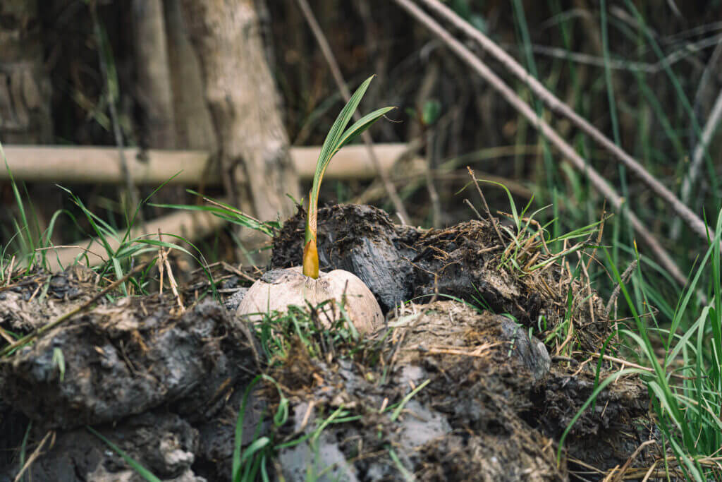 Plantation de cocotier à Gogotinkpon, près du lac Ahémé