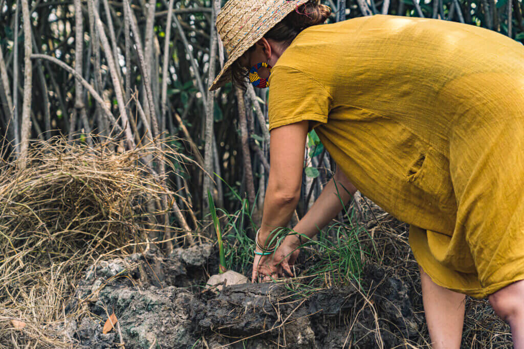 Plantation de cocotier à Gogotinkpon, près du lac Ahémé