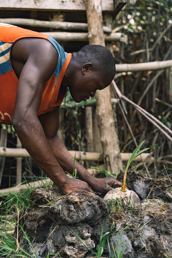 Plantation de cocotier à Gogotinkpon, près du lac Ahémé