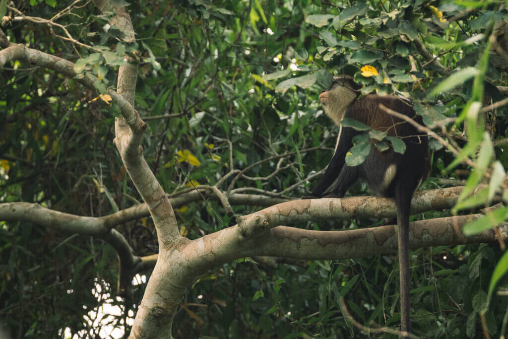 Singe Mona dans la forêt de Kpétou près du lac Ahémé au Bénin