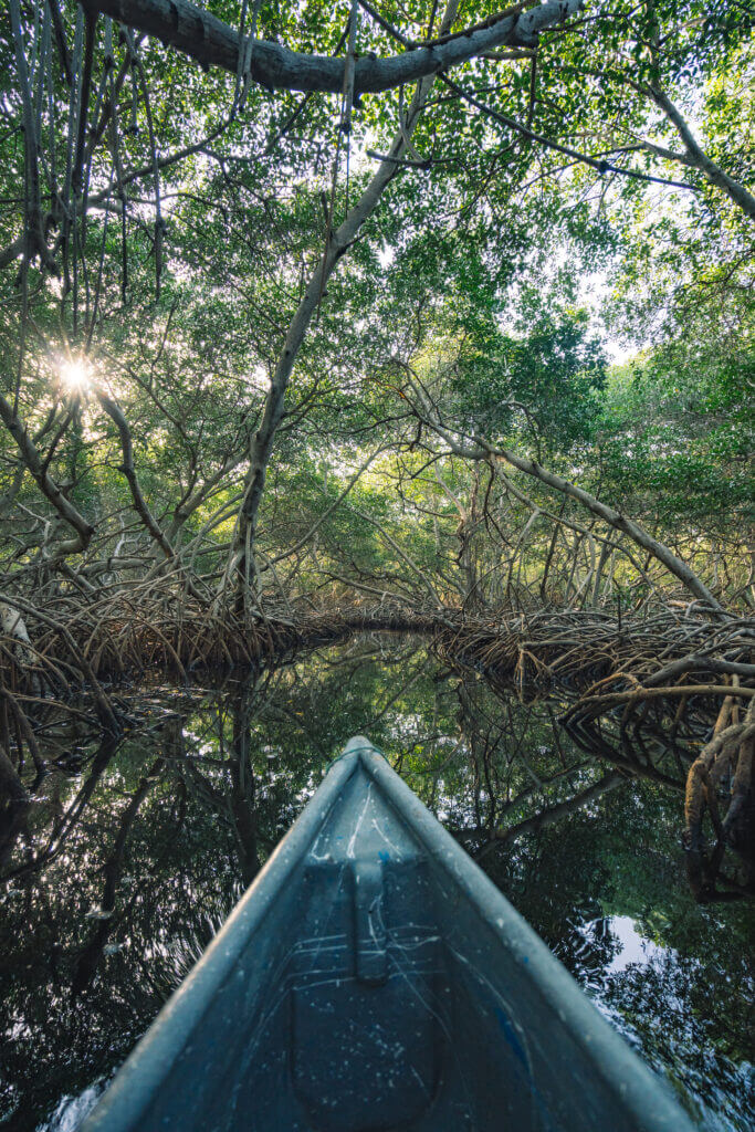 mangrove en canoe en colombie