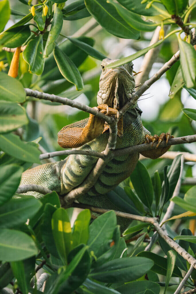 observation d'un iguane en cplombie