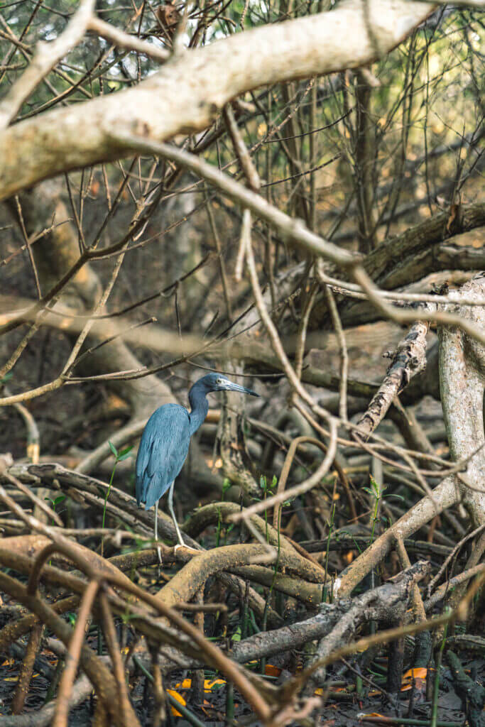 exploration de la mangrove en Colombie