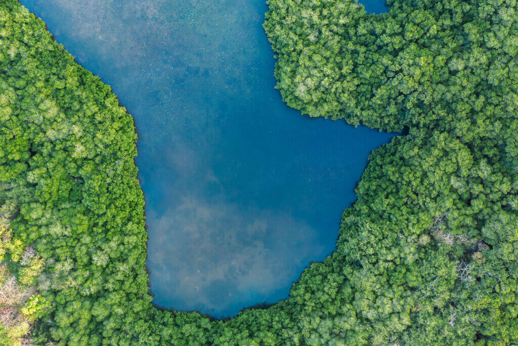 mangrove en colombie
