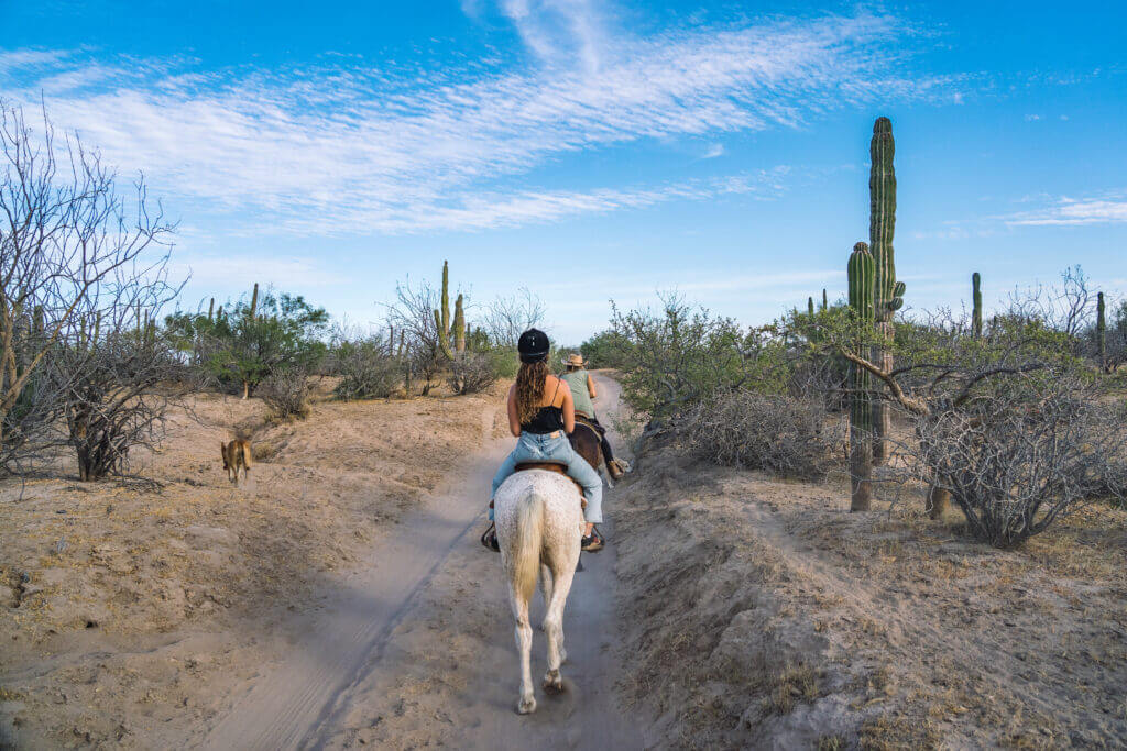 balade à cheval au coeur d'un désert de cactus